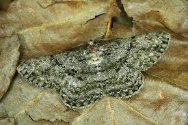 Attēlu rezultāti vaicājumam “Hypomecis roboraria”