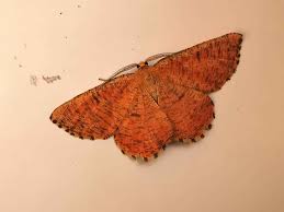 Attēlu rezultāti vaicājumam “Angerona prunaria”