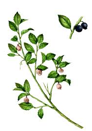 Attēlu rezultāti vaicājumam “Vaccinium myrtillus”