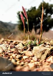 Attēlu rezultāti vaicājumam “Brachypodium sylvaticum flower”