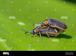 Attēlu rezultāti vaicājumam “Galerucella nymphaeae”