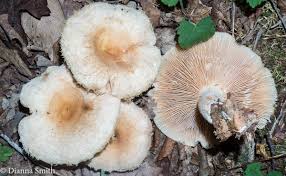 Attēlu rezultāti vaicājumam “Lactarius torminosus”