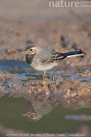 Attēlu rezultāti vaicājumam “Motacilla alba juvenile”