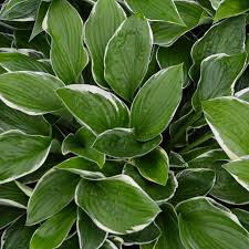 Attēlu rezultāti vaicājumam “Hosta sp. leaf”