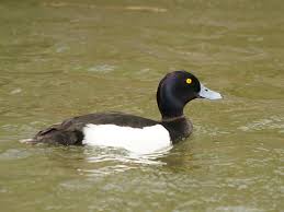 Attēlu rezultāti vaicājumam “Aythya fuligula male”
