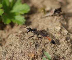 Attēlu rezultāti vaicājumam “Ammophila sp.”