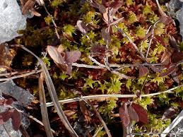 Attēlu rezultāti vaicājumam “Sphagnum fuscum”