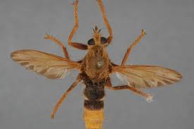 Attēlu rezultāti vaicājumam “Asilus crabroniformis”