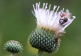 Attēlu rezultāti vaicājumam “Cirsium x rigens flower”