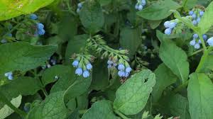 Attēlu rezultāti vaicājumam “Symphytum asperum”