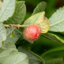 Attēlu rezultāti vaicājumam “Euura pedunculi”