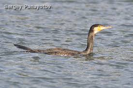 Attēlu rezultāti vaicājumam “Phalacrocorax carbo adult”