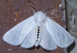 Attēlu rezultāti vaicājumam “Spilosoma sp.”