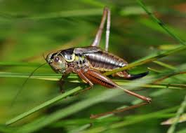 Attēlu rezultāti vaicājumam “Metrioptera roeselii”