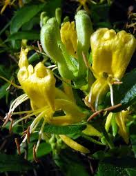 Attēlu rezultāti vaicājumam “Lonicera ferdinandii”