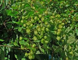 Attēlu rezultāti vaicājumam “Humulus lupulus”