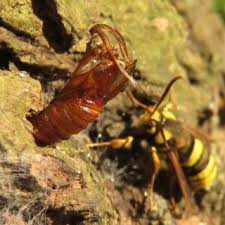 Attēlu rezultāti vaicājumam “Sesia apiformis”