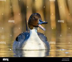 Attēlu rezultāti vaicājumam “Anas acuta male”