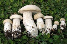 Image result for macrocybe titans
