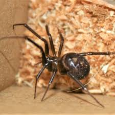 Attēlu rezultāti vaicājumam “Steatoda grossa”