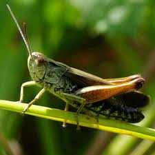 Attēlu rezultāti vaicājumam “Omocestus viridulus”