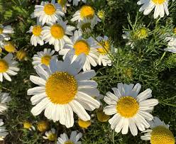 Image result for Matricaria recutita (chamomilla)