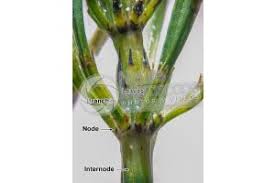 Attēlu rezultāti vaicājumam “Equisetum variegatum”