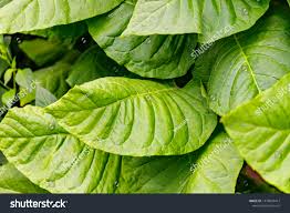 Attēlu rezultāti vaicājumam “Nicotiana tabacum leaf”