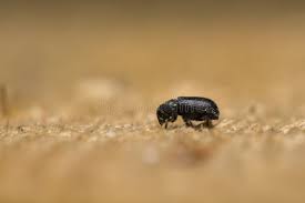 Attēlu rezultāti vaicājumam “Tomicus minor”