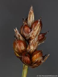 Attēlu rezultāti vaicājumam “Carex chordorrhiza”