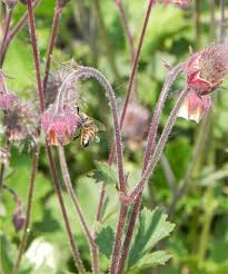 Attēlu rezultāti vaicājumam “Geum rivale fruit”