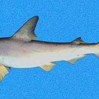 Image result for Sphyrna corona