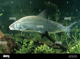 Image result for Coregonus lavaretus