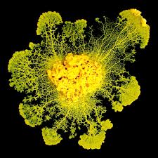 Attēlu rezultāti vaicājumam “Physarum nitens plasmodium”