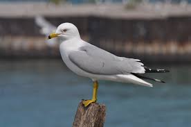 Image result for Wigan Seagulls