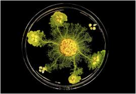 Attēlu rezultāti vaicājumam “Physarum obscurum young”