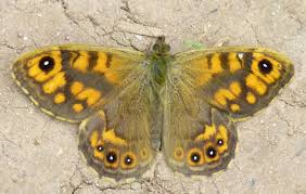 Attēlu rezultāti vaicājumam “Lasiommata megera underside”