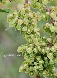 Attēlu rezultāti vaicājumam “Rumex crispus fruit”