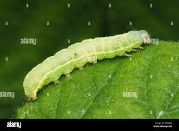 Attēlu rezultāti vaicājumam “Orthosia incerta”