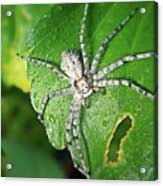 Attēlu rezultāti vaicājumam “Philodromus margaritatus”