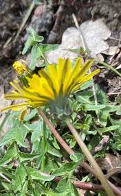 Attēlu rezultāti vaicājumam “Taraxacum suecicum flower”