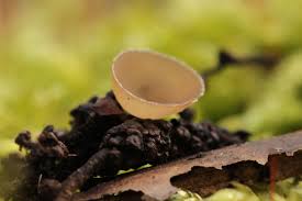 Attēlu rezultāti vaicājumam “Ciboria amentacea”