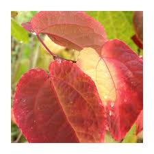 Attēlu rezultāti vaicājumam “Cercidiphyllum japonicum leaf”