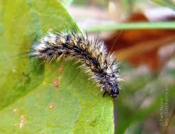 Attēlu rezultāti vaicājumam “Rhyparia purpurata”