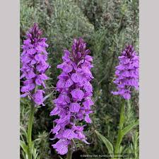 Attēlu rezultāti vaicājumam “Dactylorhiza”