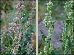 Attēlu rezultāti vaicājumam “Chenopodium album flower”