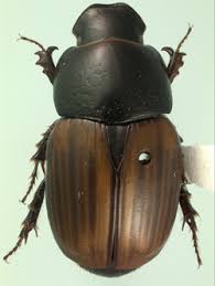 Attēlu rezultāti vaicājumam “Aphodius sp.”