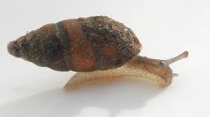 Attēlu rezultāti vaicājumam “Ena obscura”