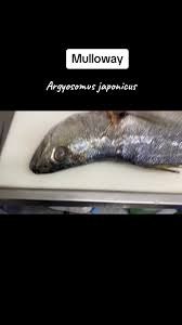 Image result for Argyrosomus japonicus