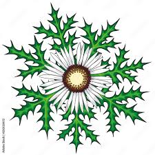 Image result for Silberdistel